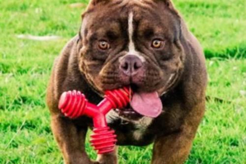 american bully micro (10)