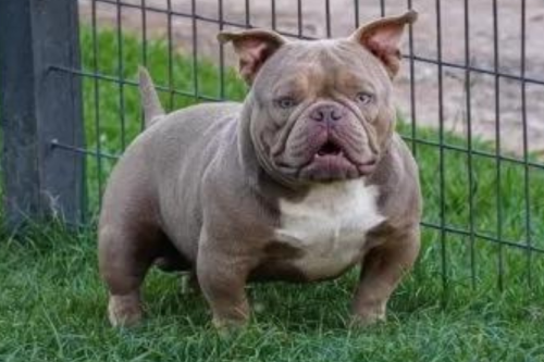 american bully micro (6)